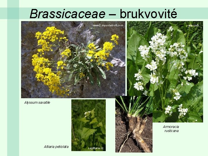 Brassicaceae – brukvovité www 2. myordersoft. com ask. com Alyssum saxatile Armoracia rusticana Alliaria