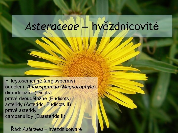 Asteraceae – hvězdnicovité F. krytosemenné (angiosperms) oddělení: Angiospermae (Magnoliophyta) dvouděložné (Dicots) pravé dvouděložné (Eudicots)