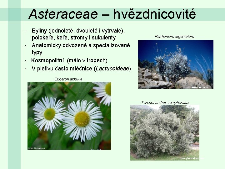 Asteraceae – hvězdnicovité - Byliny (jednoleté, dvouleté i vytrvalé), polokeře, stromy i sukulenty -