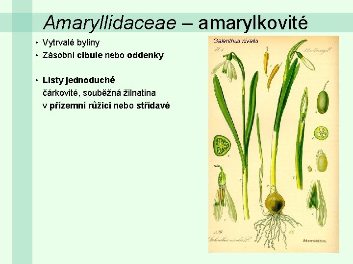 Amaryllidaceae – amarylkovité • Vytrvalé byliny • Zásobní cibule nebo oddenky • Listy jednoduché