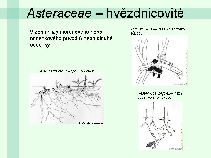 Asteraceae – hvězdnicovité - V zemi hlízy (kořenového nebo oddenkového původu) nebo dlouhé oddenky