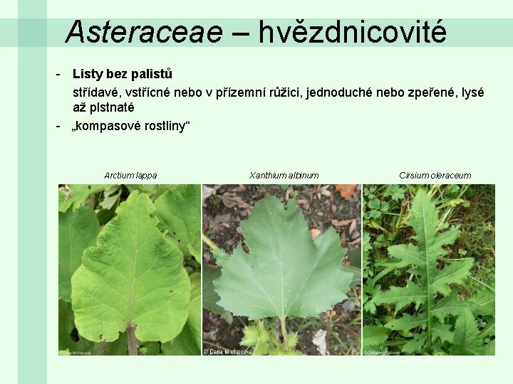 Asteraceae – hvězdnicovité - Listy bez palistů střídavé, vstřícné nebo v přízemní růžici, jednoduché