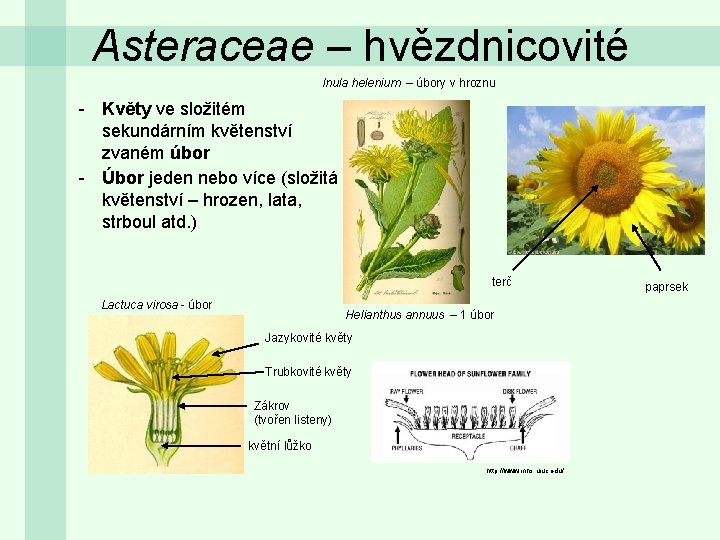 Asteraceae – hvězdnicovité Inula helenium – úbory v hroznu - Květy ve složitém sekundárním