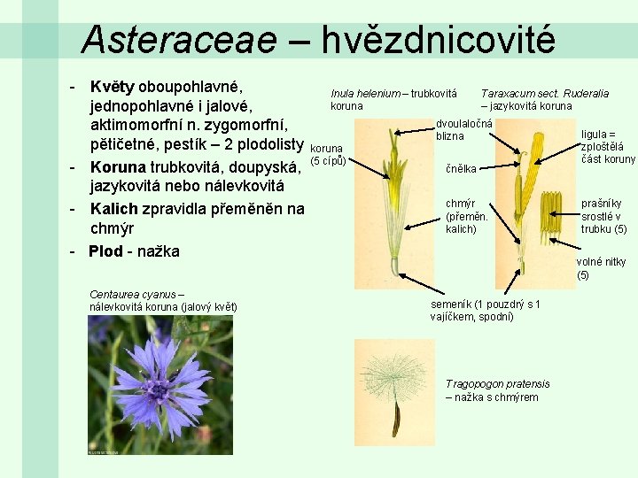 Asteraceae – hvězdnicovité - Květy oboupohlavné, jednopohlavné i jalové, aktimomorfní n. zygomorfní, pětičetné, pestík