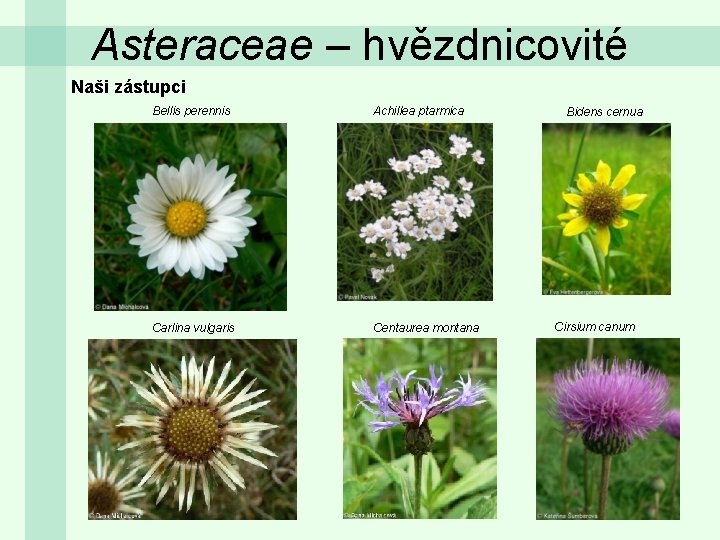 Asteraceae – hvězdnicovité Naši zástupci Bellis perennis Achillea ptarmica Carlina vulgaris Centaurea montana Bidens