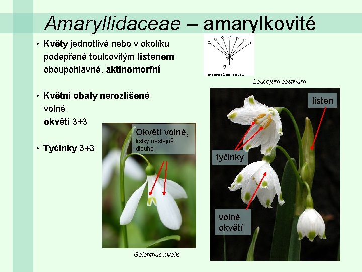 Amaryllidaceae – amarylkovité • Květy jednotlivé nebo v okolíku podepřené toulcovitým listenem oboupohlavné, aktinomorfní