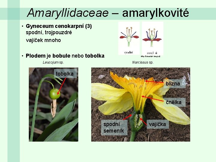 Amaryllidaceae – amarylkovité • Gyneceum cenokarpní (3) spodní, trojpouzdré vajíček mnoho • Plodem je