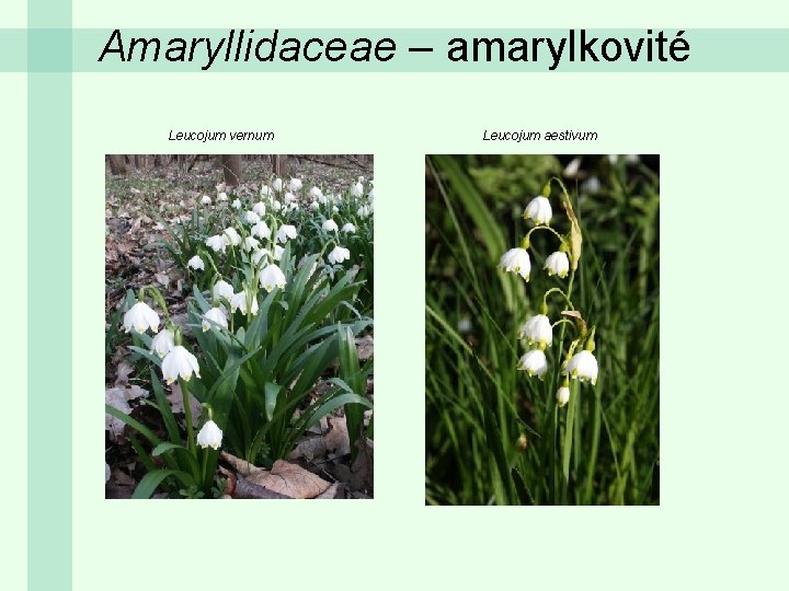 Amaryllidaceae – amarylkovité Leucojum vernum Leucojum aestivum 