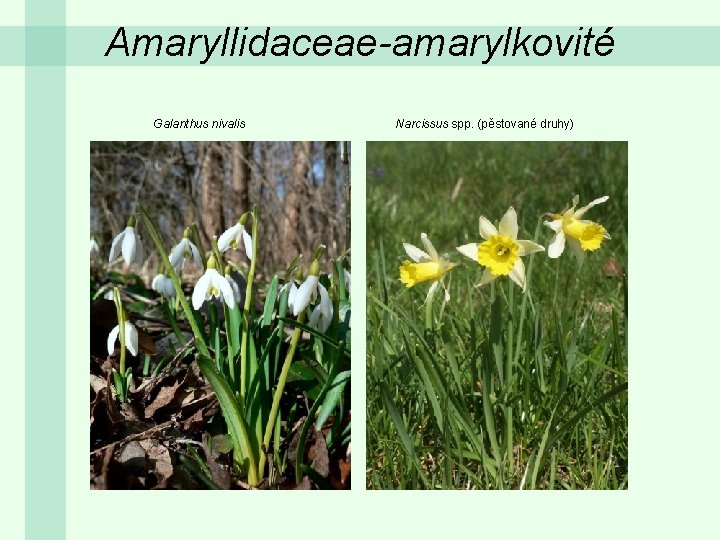 Amaryllidaceae-amarylkovité Galanthus nivalis Narcissus spp. (pěstované druhy) 