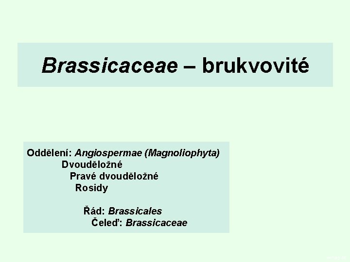 Brassicaceae – brukvovité Oddělení: Angiospermae (Magnoliophyta) Dvouděložné Pravé dvouděložné Rosidy Řád: Brassicales Čeleď: Brassicaceae