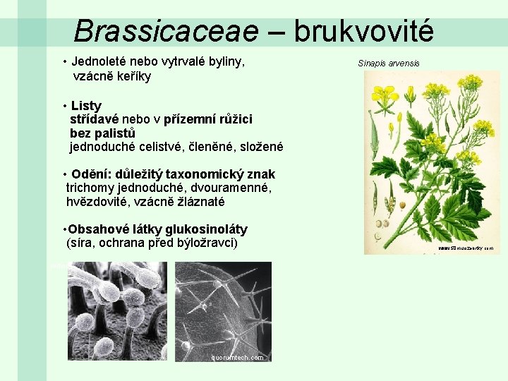 Brassicaceae – brukvovité • Jednoleté nebo vytrvalé byliny, vzácně keříky Sinapis arvensis • Listy