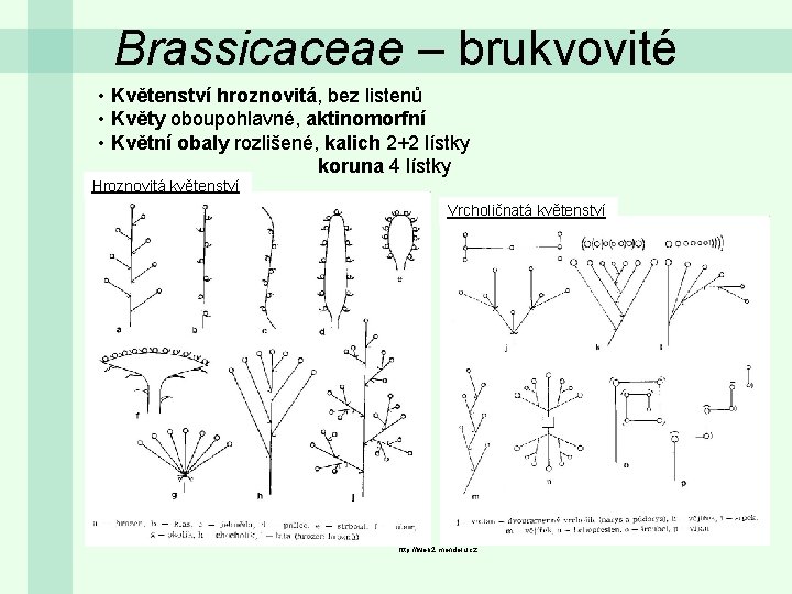 Brassicaceae – brukvovité • Květenství hroznovitá, bez listenů • Květy oboupohlavné, aktinomorfní • Květní