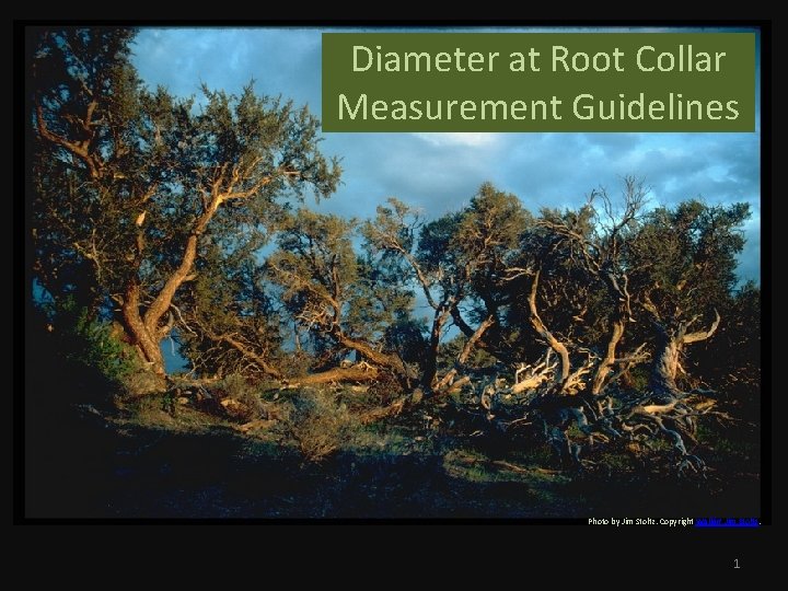 Diameter at Root Collar Measurement Guidelines Photo by Jim Stoltz. Copyright Walkin’ Jim Stoltz.