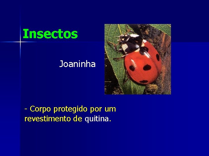 Insectos Joaninha - Corpo protegido por um revestimento de quitina. 