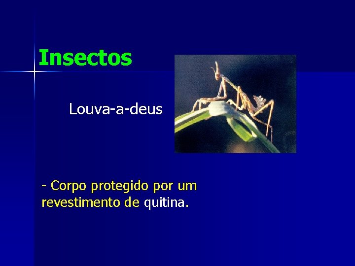 Insectos Louva-a-deus - Corpo protegido por um revestimento de quitina. 