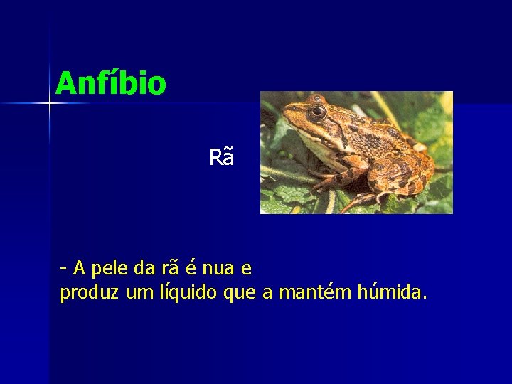 Anfíbio Rã - A pele da rã é nua e produz um líquido que