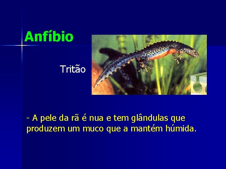 Anfíbio Tritão - A pele da rã é nua e tem glândulas que produzem