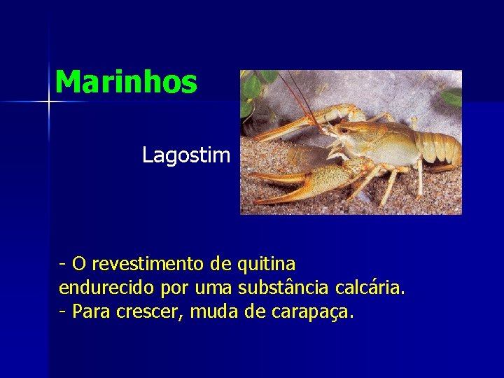 Marinhos Lagostim - O revestimento de quitina endurecido por uma substância calcária. - Para