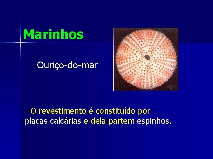 Marinhos Ouriço-do-mar - O revestimento é constituído por placas calcárias e dela partem espinhos.