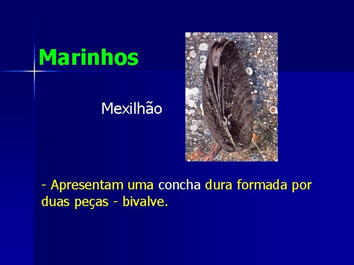 Marinhos Mexilhão - Apresentam uma concha dura formada por duas peças - bivalve. 