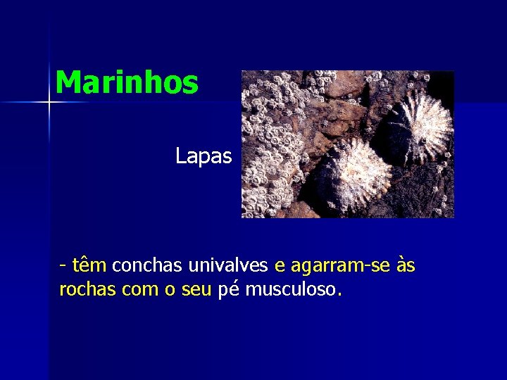 Marinhos Lapas - têm conchas univalves e agarram-se às rochas com o seu pé