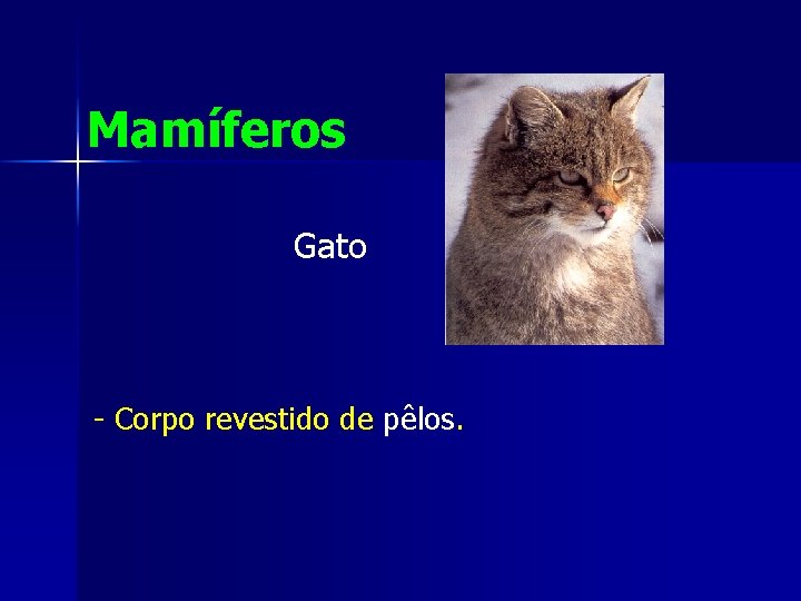 Mamíferos Gato - Corpo revestido de pêlos. 