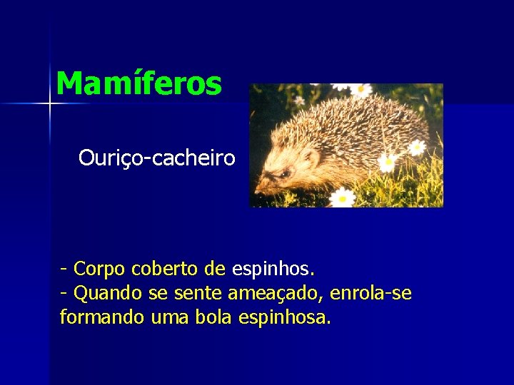 Mamíferos Ouriço-cacheiro - Corpo coberto de espinhos. - Quando se sente ameaçado, enrola-se formando