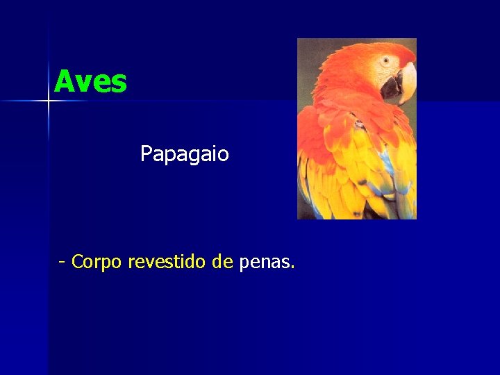 Aves Papagaio - Corpo revestido de penas. 