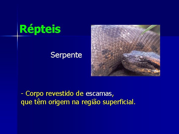 Répteis Serpente - Corpo revestido de escamas, que têm origem na região superficial. 