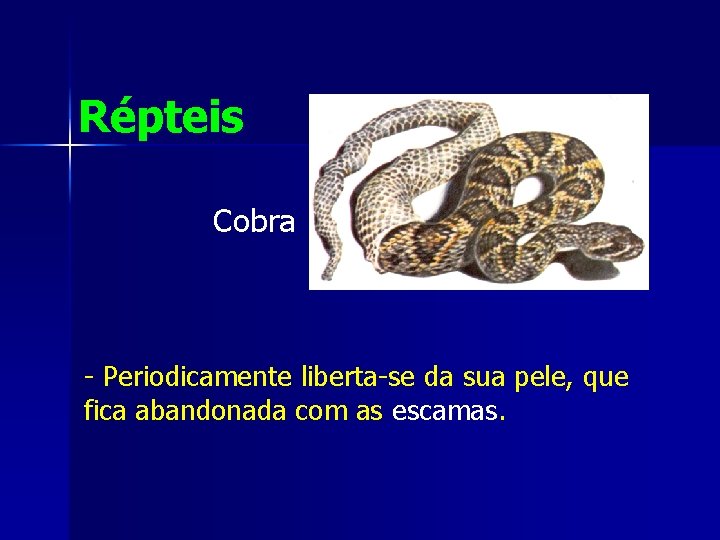 Répteis Cobra - Periodicamente liberta-se da sua pele, que fica abandonada com as escamas.