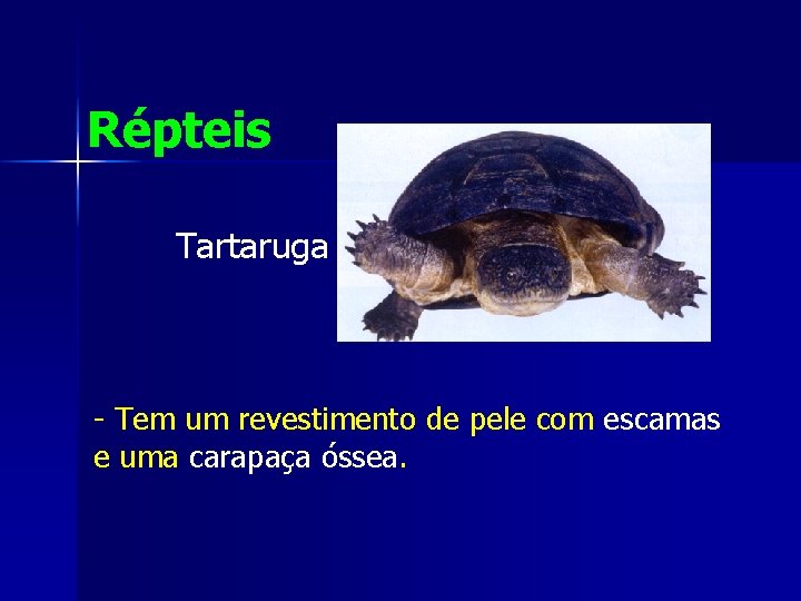 Répteis Tartaruga - Tem um revestimento de pele com escamas e uma carapaça óssea.