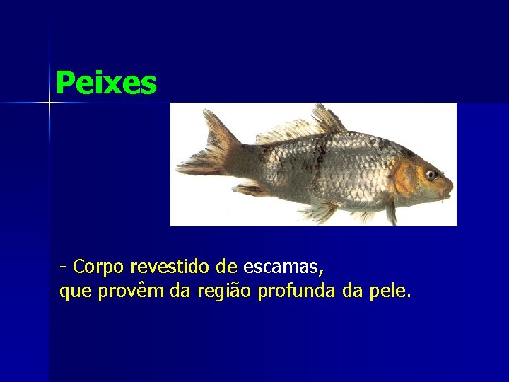 Peixes - Corpo revestido de escamas, que provêm da região profunda da pele. 