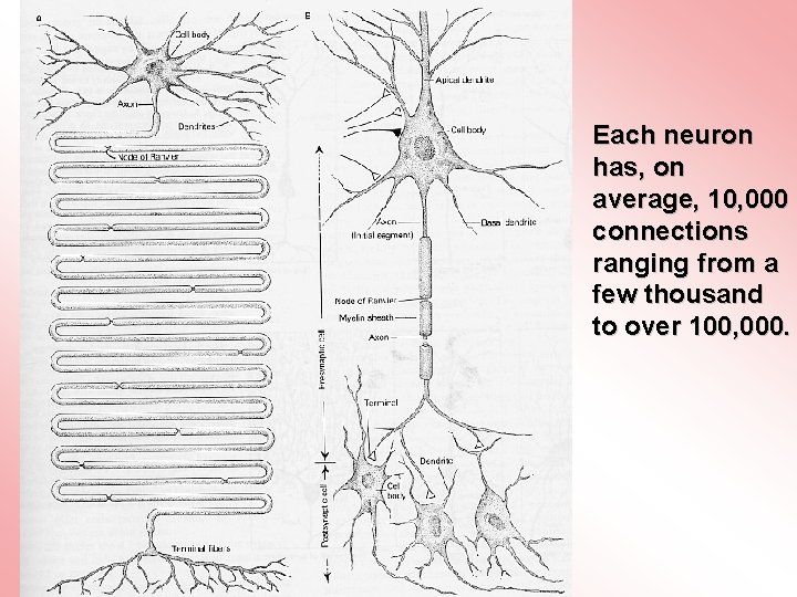 Each neuron has, on average, 10, 000 connections ranging from a few thousand to