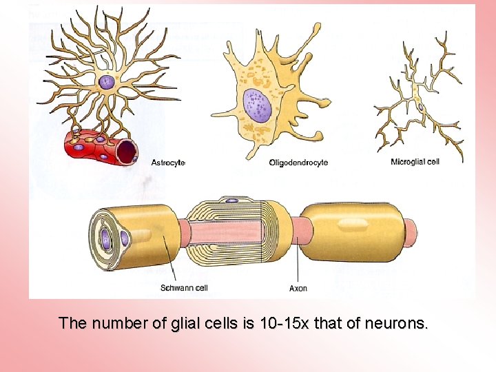 The number of glial cells is 10 -15 x that of neurons. 