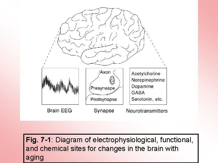 Fig. 7 -1: Diagram of electrophysiological, functional, and chemical sites for changes in the