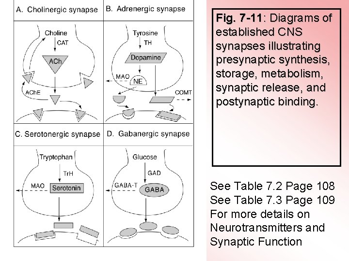 Fig. 7 -11: Diagrams of established CNS synapses illustrating presynaptic synthesis, storage, metabolism, synaptic