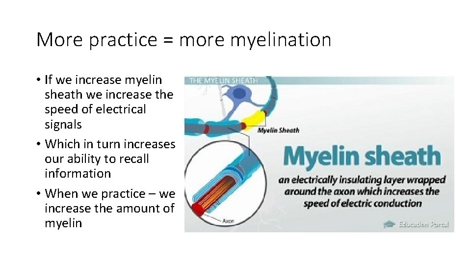 More practice = more myelination • If we increase myelin sheath we increase the