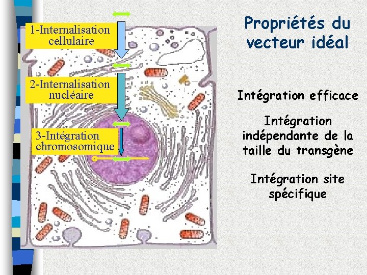 1 -Internalisation cellulaire Propriétés du vecteur idéal 2 -Internalisation nucléaire Intégration efficace 3 -Intégration