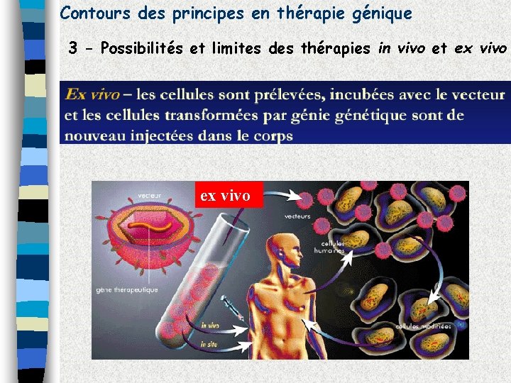 Contours des principes en thérapie génique 3 - Possibilités et limites des thérapies in