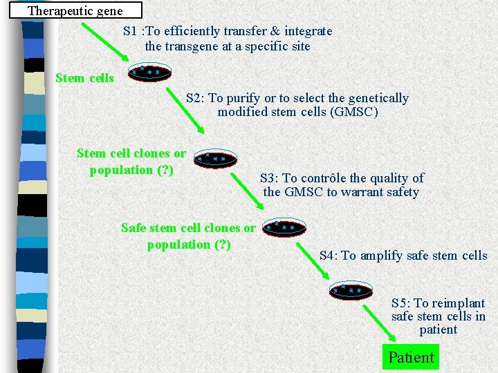 Therapeutic gene S 1 : To efficiently transfer & integrate the transgene at a