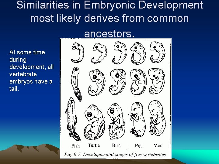 Similarities in Embryonic Development most likely derives from common ancestors. At some time during