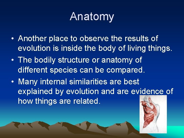 Anatomy • Another place to observe the results of evolution is inside the body