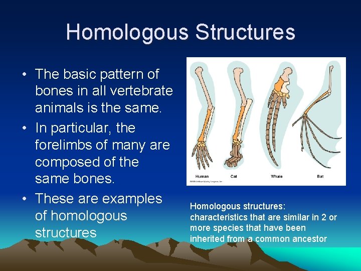 Homologous Structures • The basic pattern of bones in all vertebrate animals is the