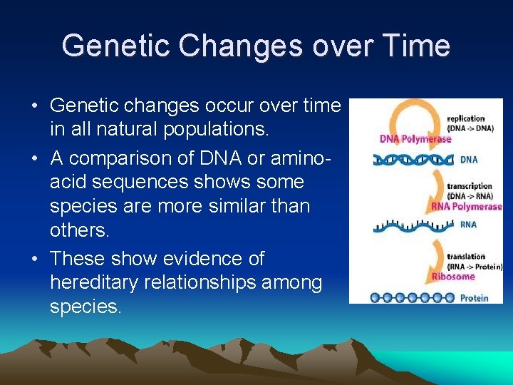 Genetic Changes over Time • Genetic changes occur over time in all natural populations.