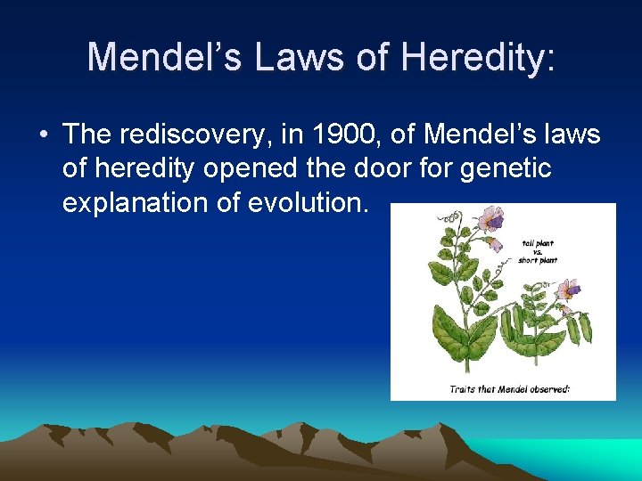 Mendel’s Laws of Heredity: • The rediscovery, in 1900, of Mendel’s laws of heredity