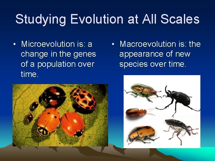 Studying Evolution at All Scales • Microevolution is: a change in the genes of