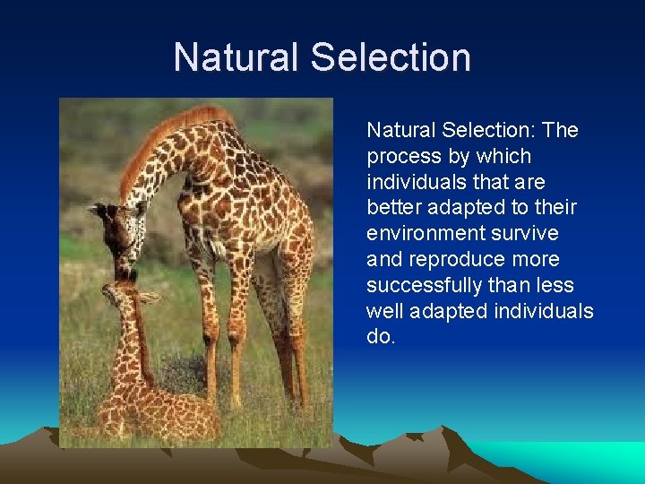 Natural Selection: The process by which individuals that are better adapted to their environment