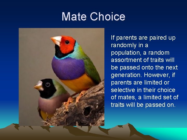 Mate Choice If parents are paired up randomly in a population, a random assortment