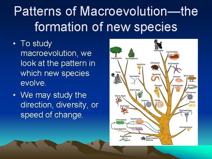 Patterns of Macroevolution—the formation of new species • To study macroevolution, we look at