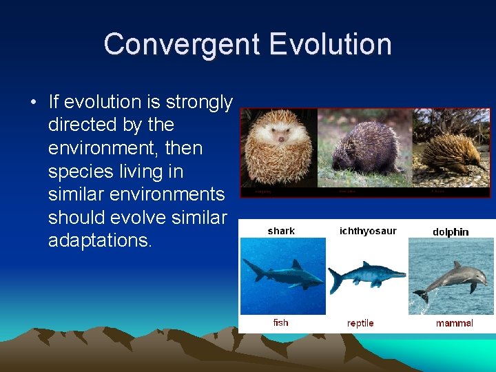Convergent Evolution • If evolution is strongly directed by the environment, then species living